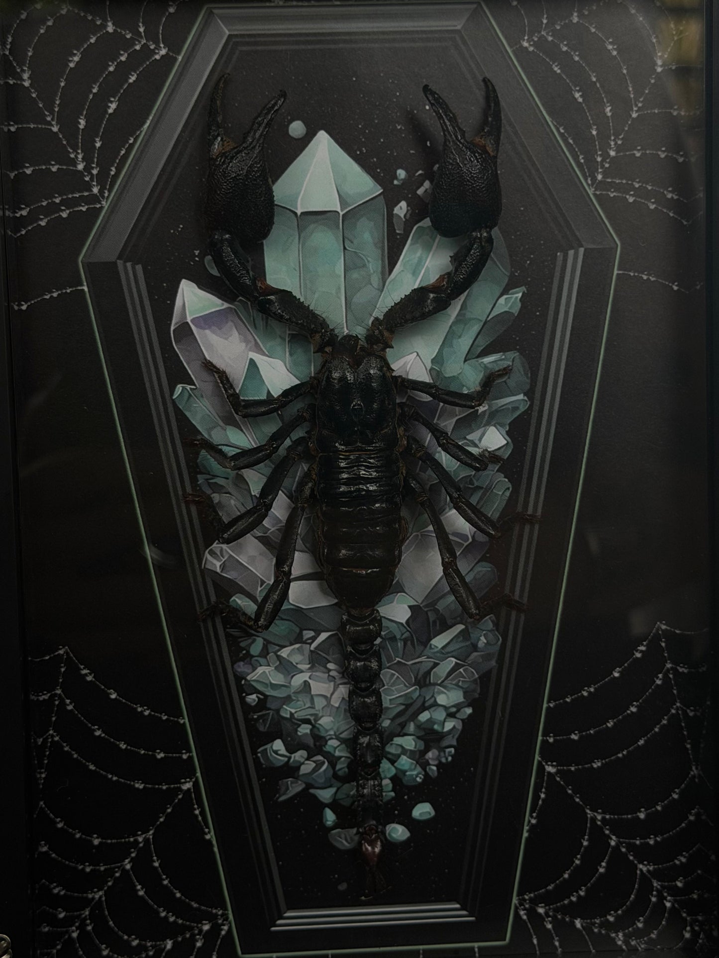 Forest Scorpion - Genus Heterometrus Frames Specimen (BLUE COFFIN)