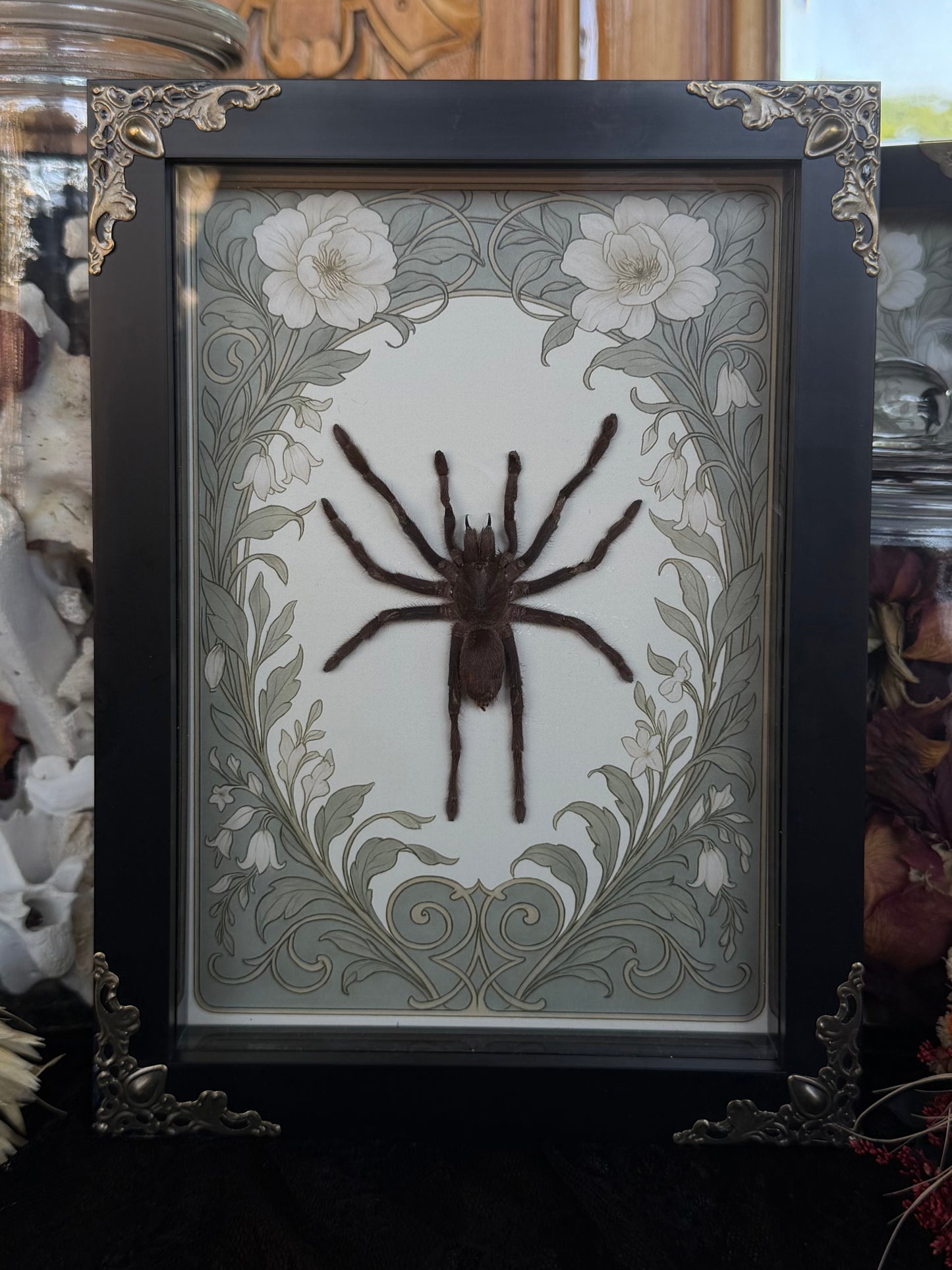 Javan Yellow-kneed Tarantula- Selenocosmia dolichoplectra Framed Specimen (SAGE)