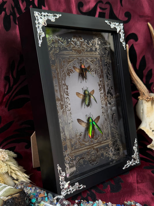 Jewel Beetle Trio Framed Specimens (SILVER) - names in description