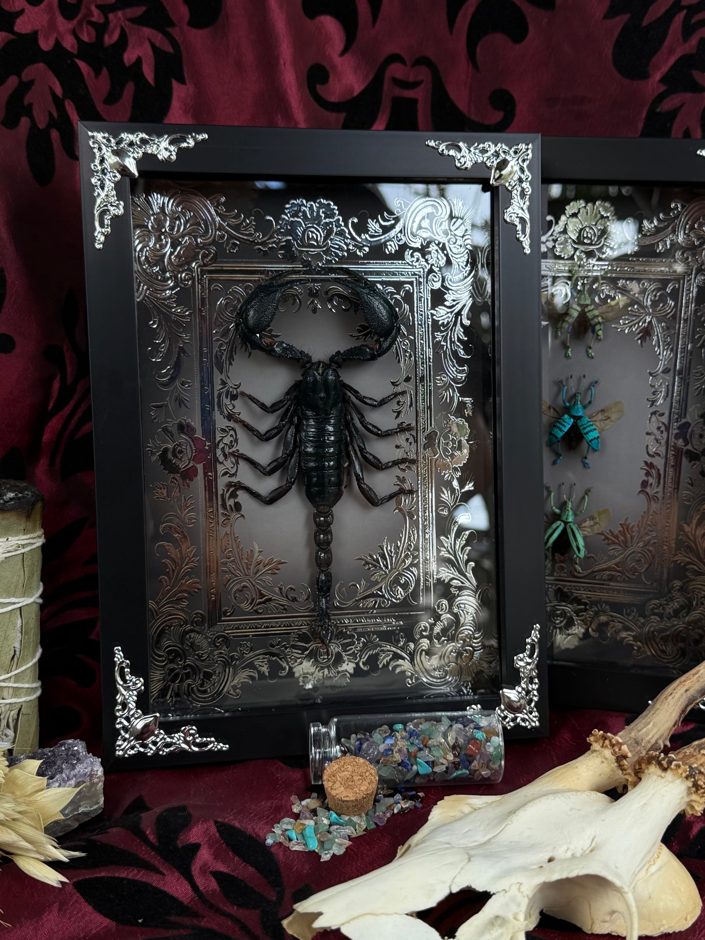 Forest Scorpion - Genus Heterometrus Frames Specimen (SILVER)