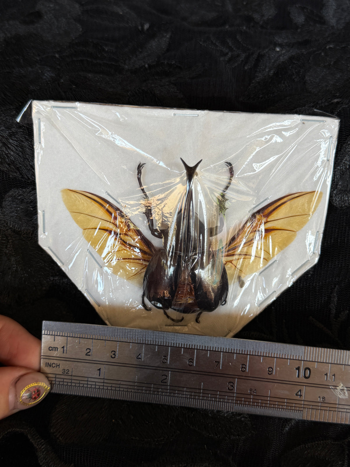 WONDERFUL WINGS - destash pack