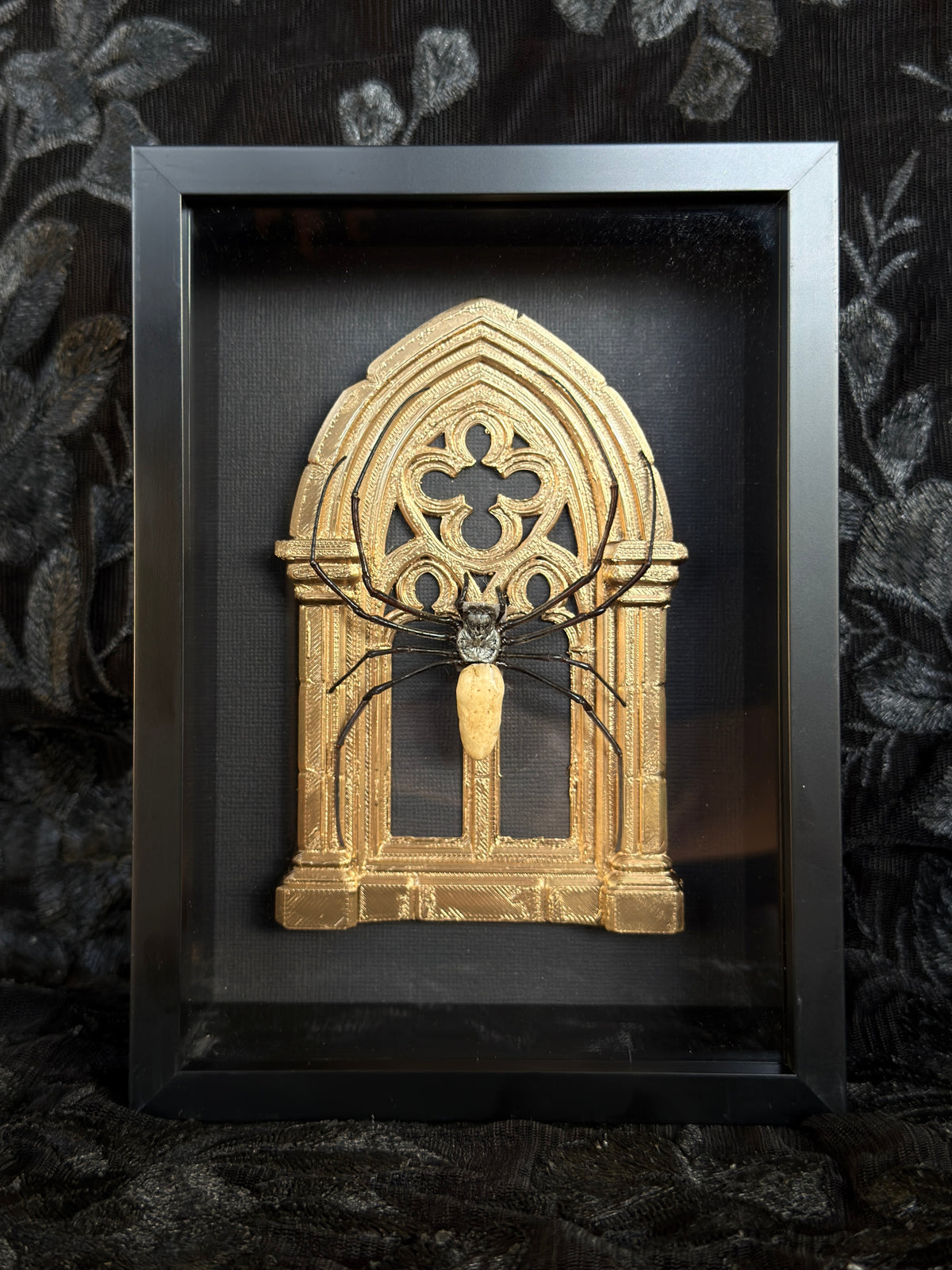 Gold Arch Orb Weaver Spider - Mother of Hades Framed Specimen