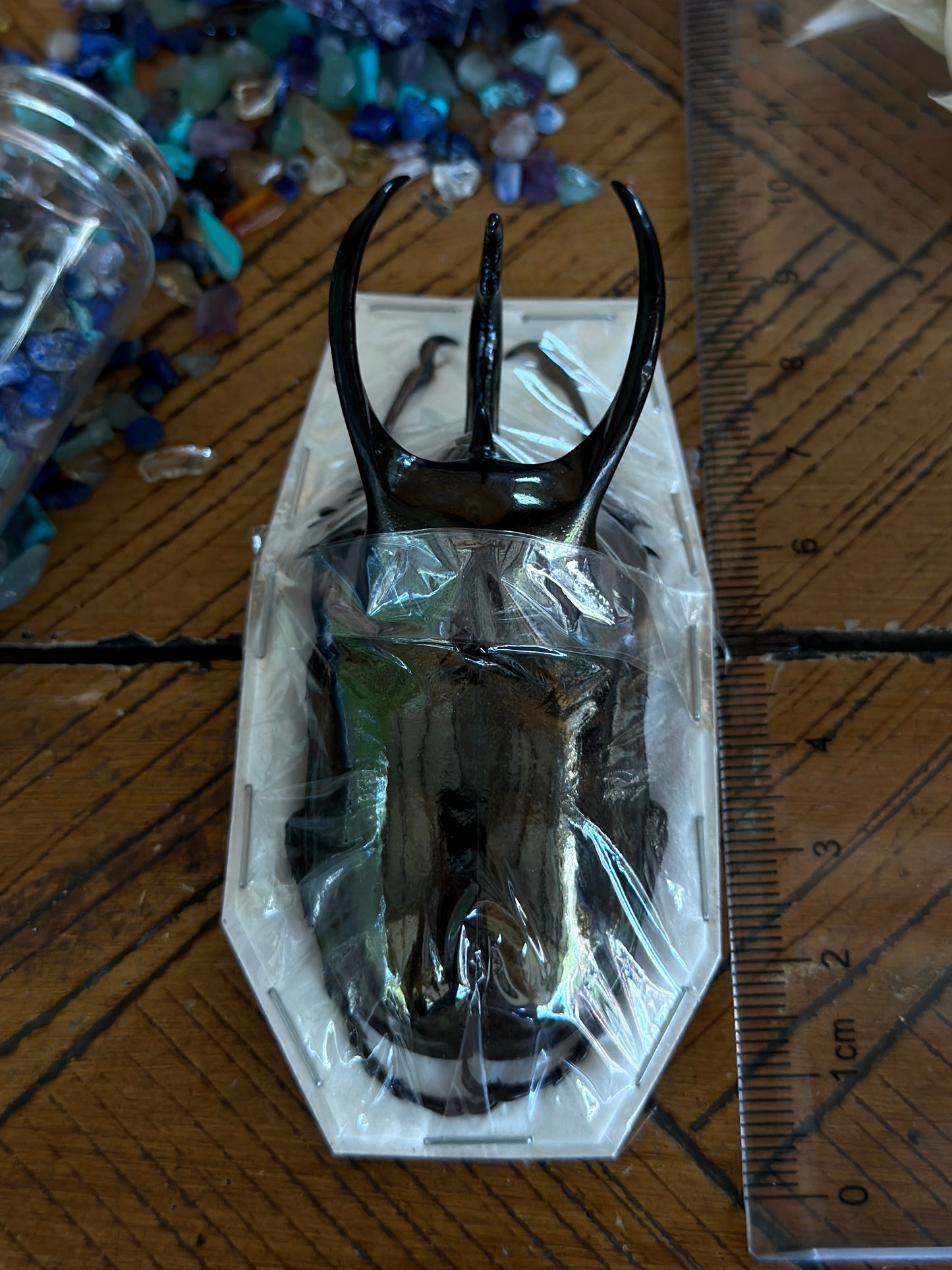 Atlas Beetle - Chalcosoma Atlas Keyboh