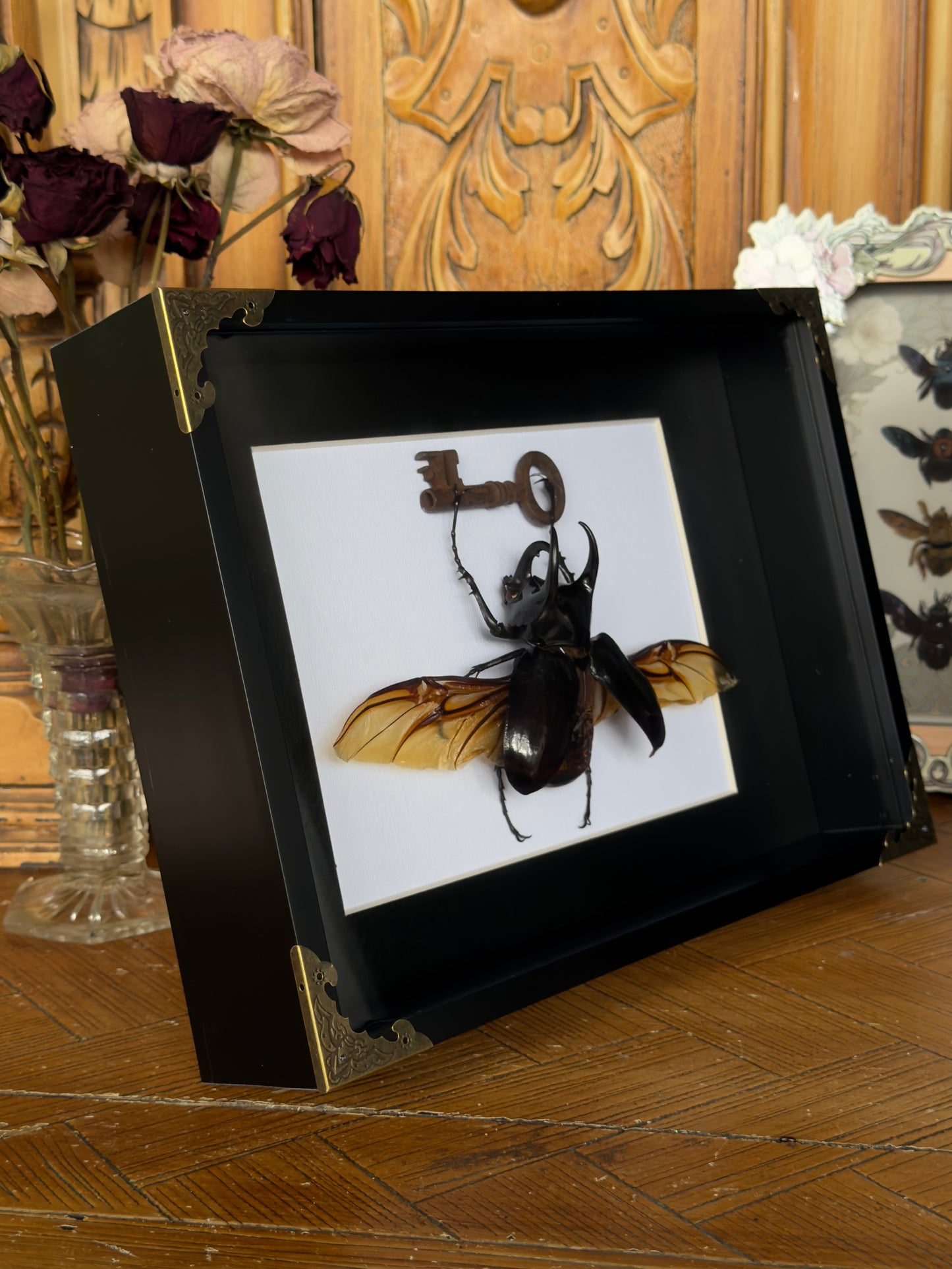 ATLAS BEETLE with key chalcosoma atlas Framed Specimen *damaged wing*