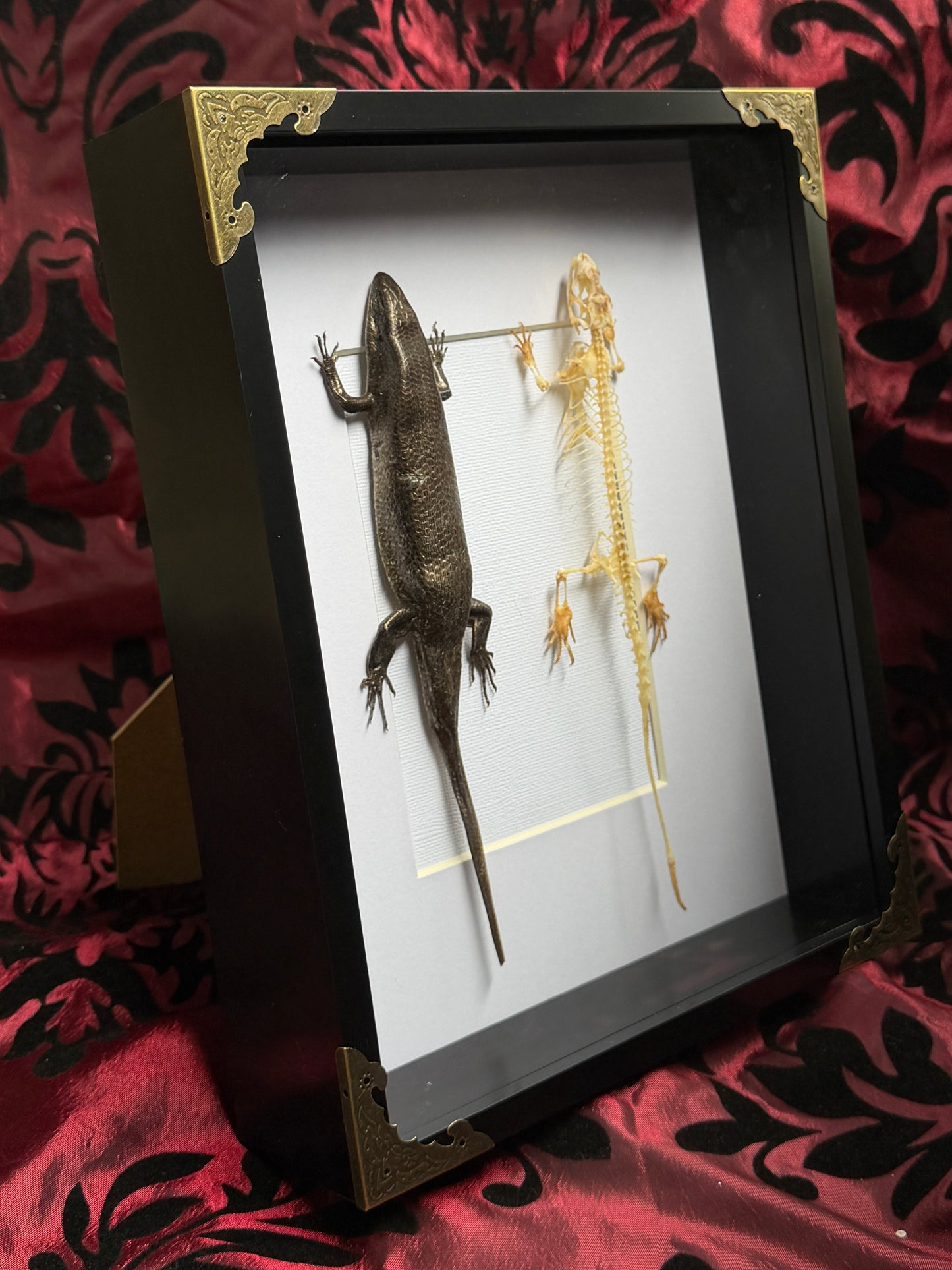 SKINK DUO Indian Brown Skink & Skeleton - Eutropis multifasciata -  Framed Specimen