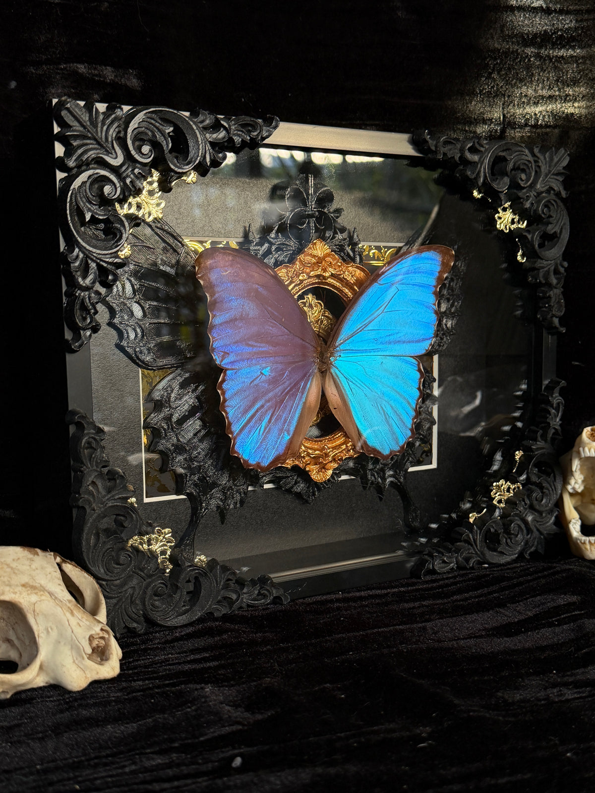 MORPHO BUTTERFLY - Framed Specimen