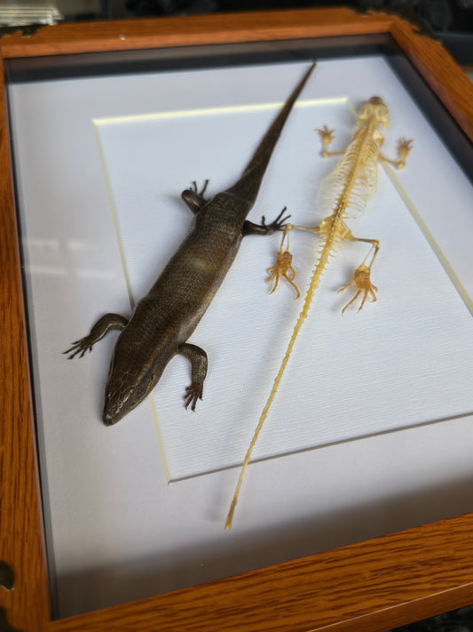 SKINK DUO Indian Brown Skink & Skeleton - A4 Double Specimen Frame