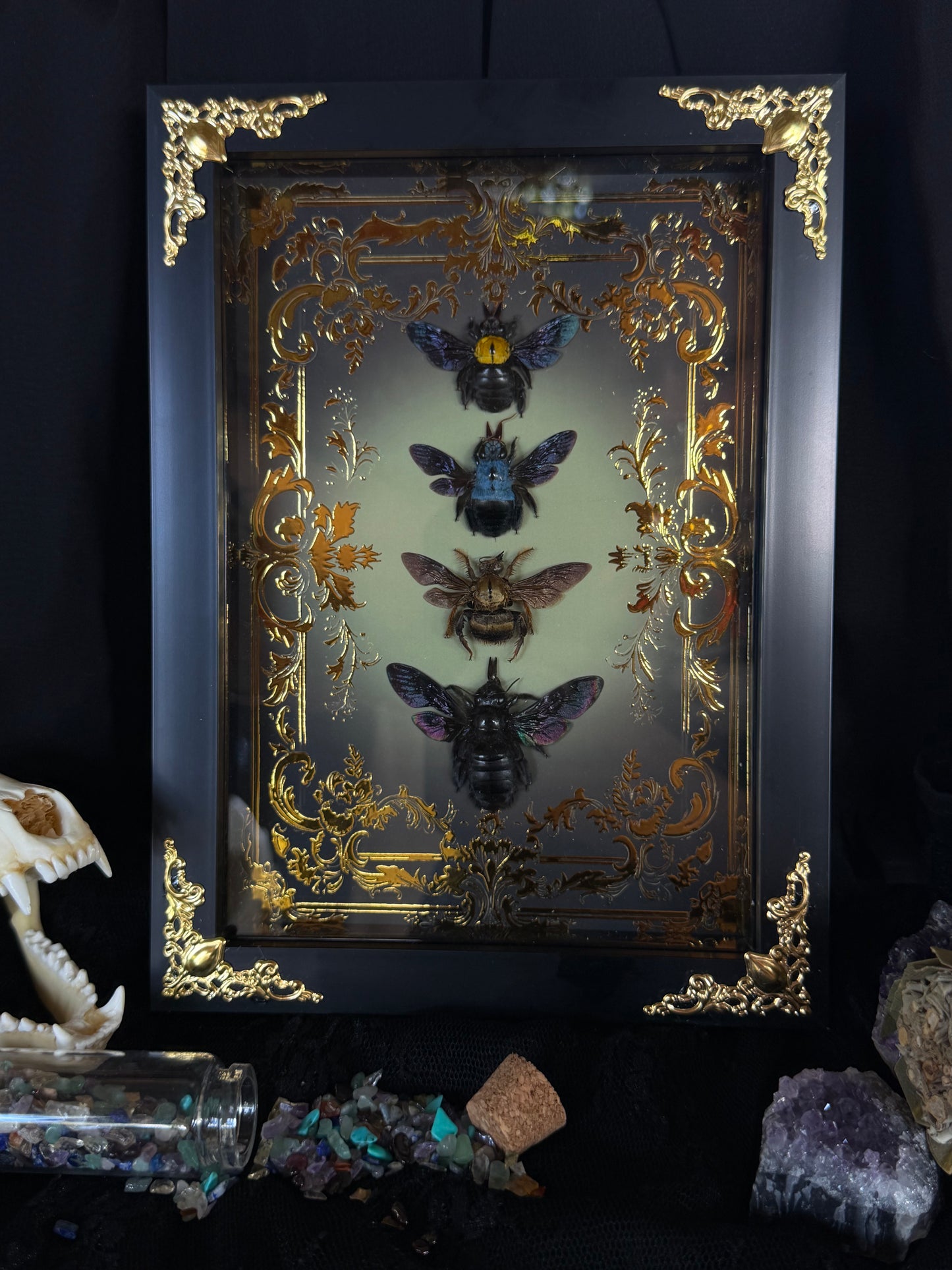 Quad Carpenter Bee Framed Specimens (GOLD) - names in description