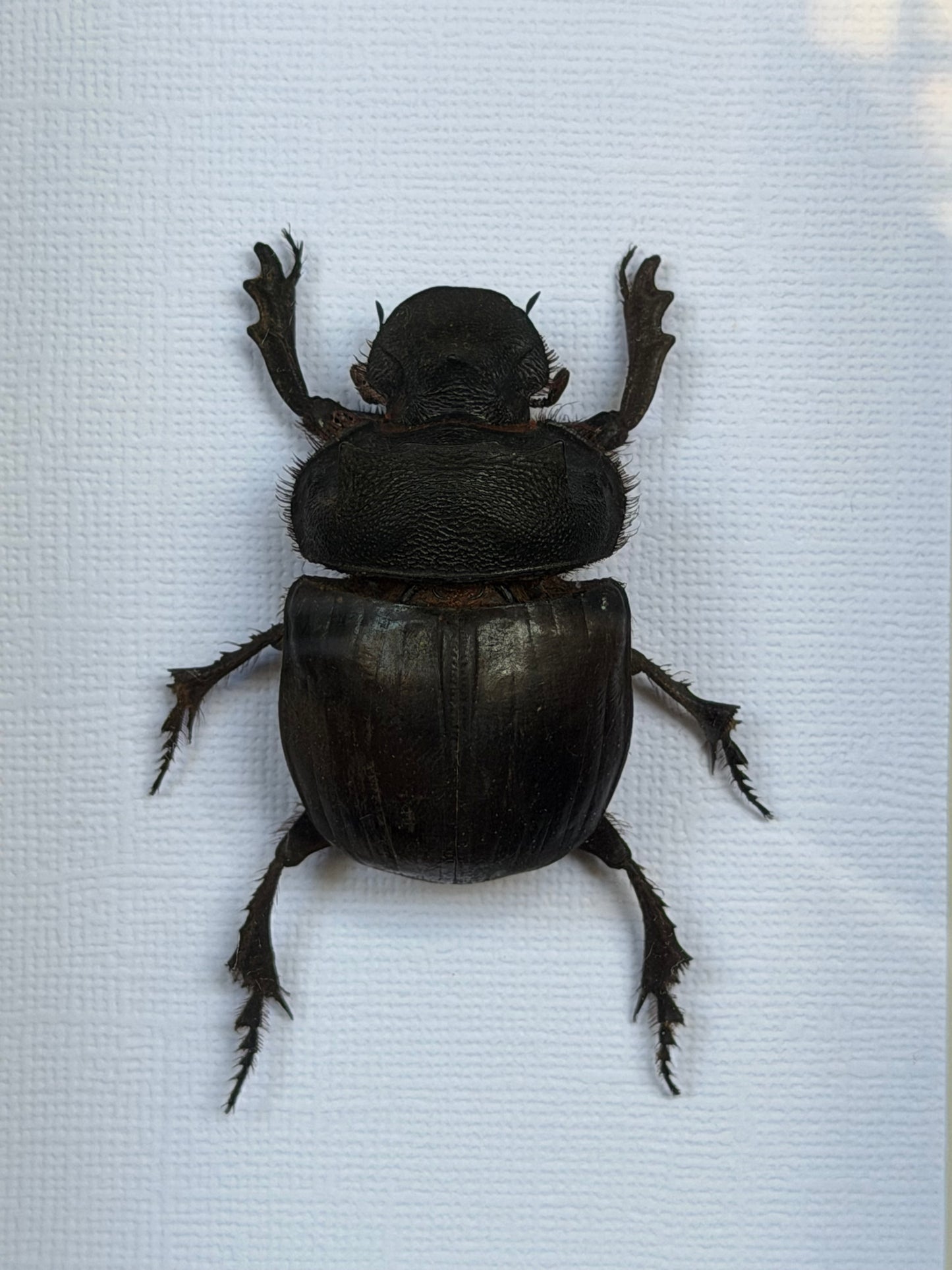 Elephant Dung Beetle Heliocopris bucephalus Framed Specimen