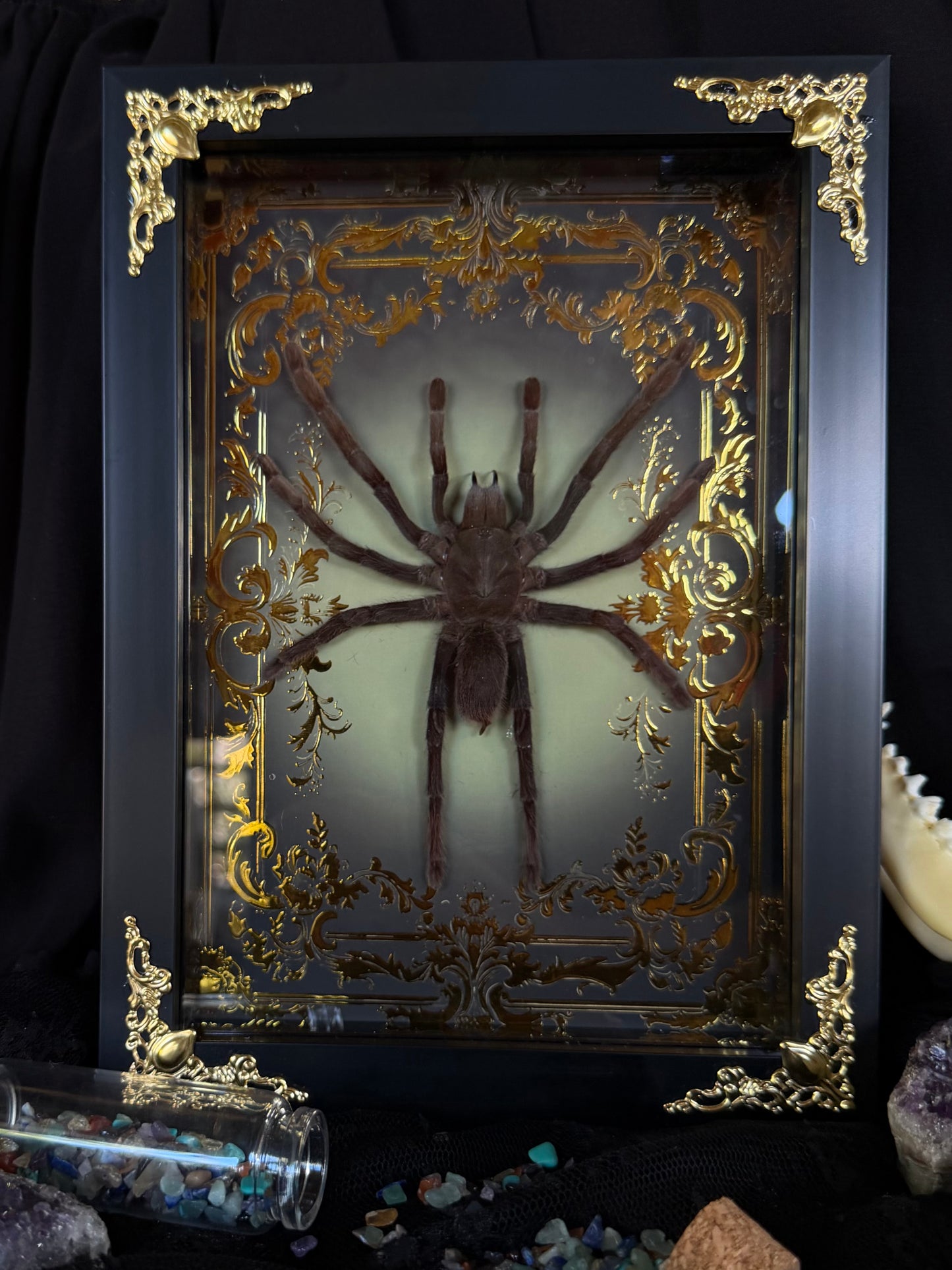 Javan Yellow-kneed Tarantula- Selenocosmia dolichoplectra Framed specimen