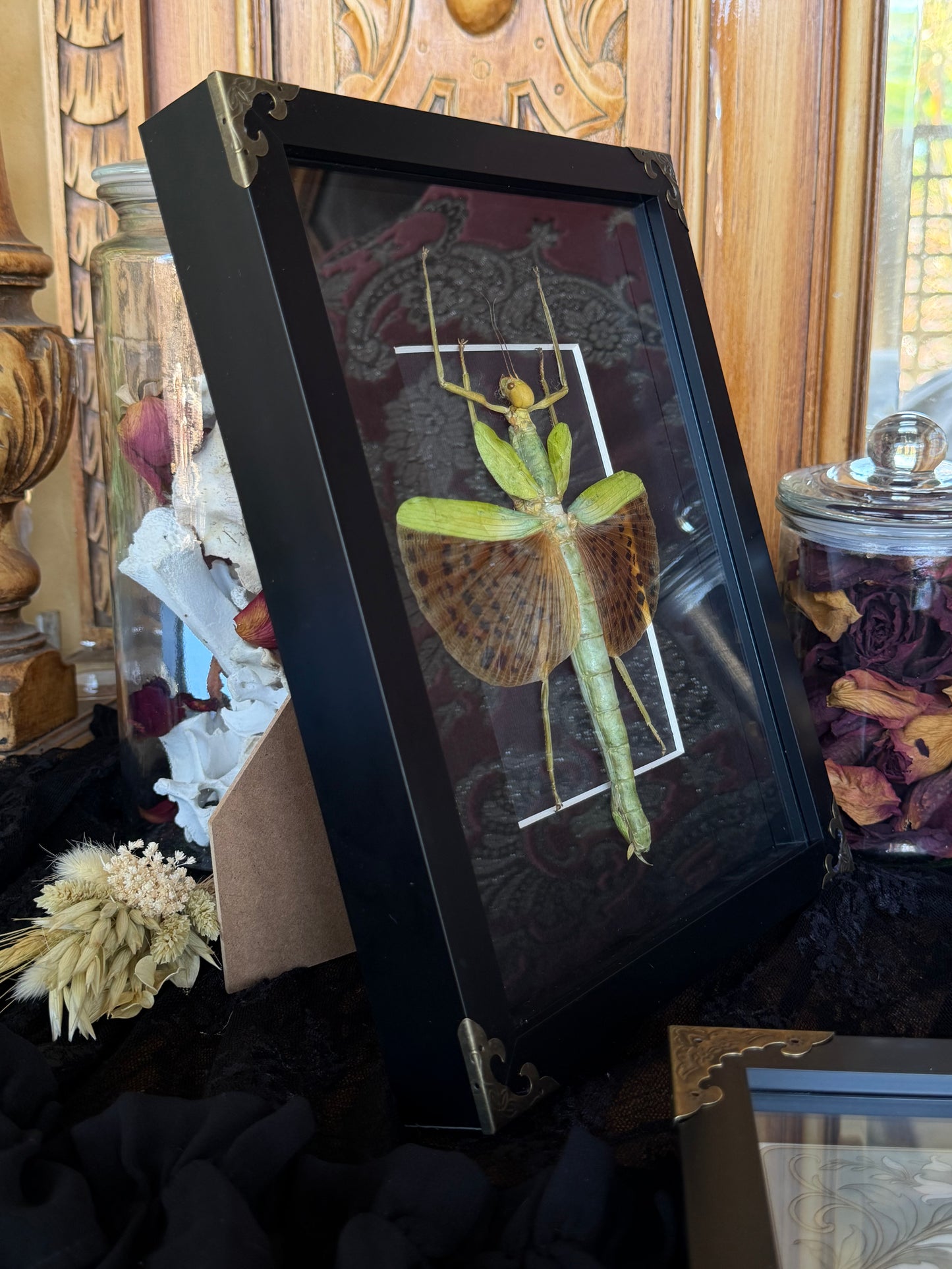 Leopard Stick Insect Paracyphocrania major, Framed Specimen