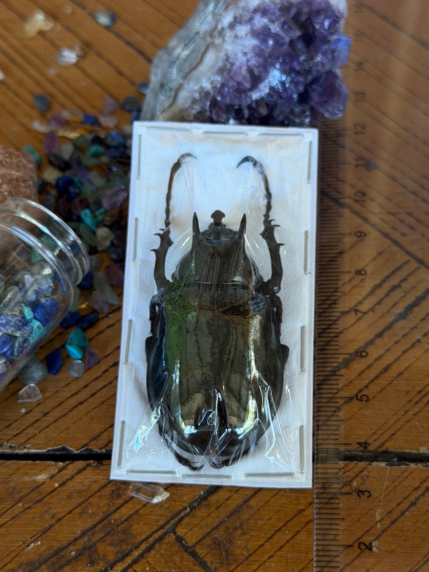 Atlas Beetle - Chalcosoma Atlas Atlas Small