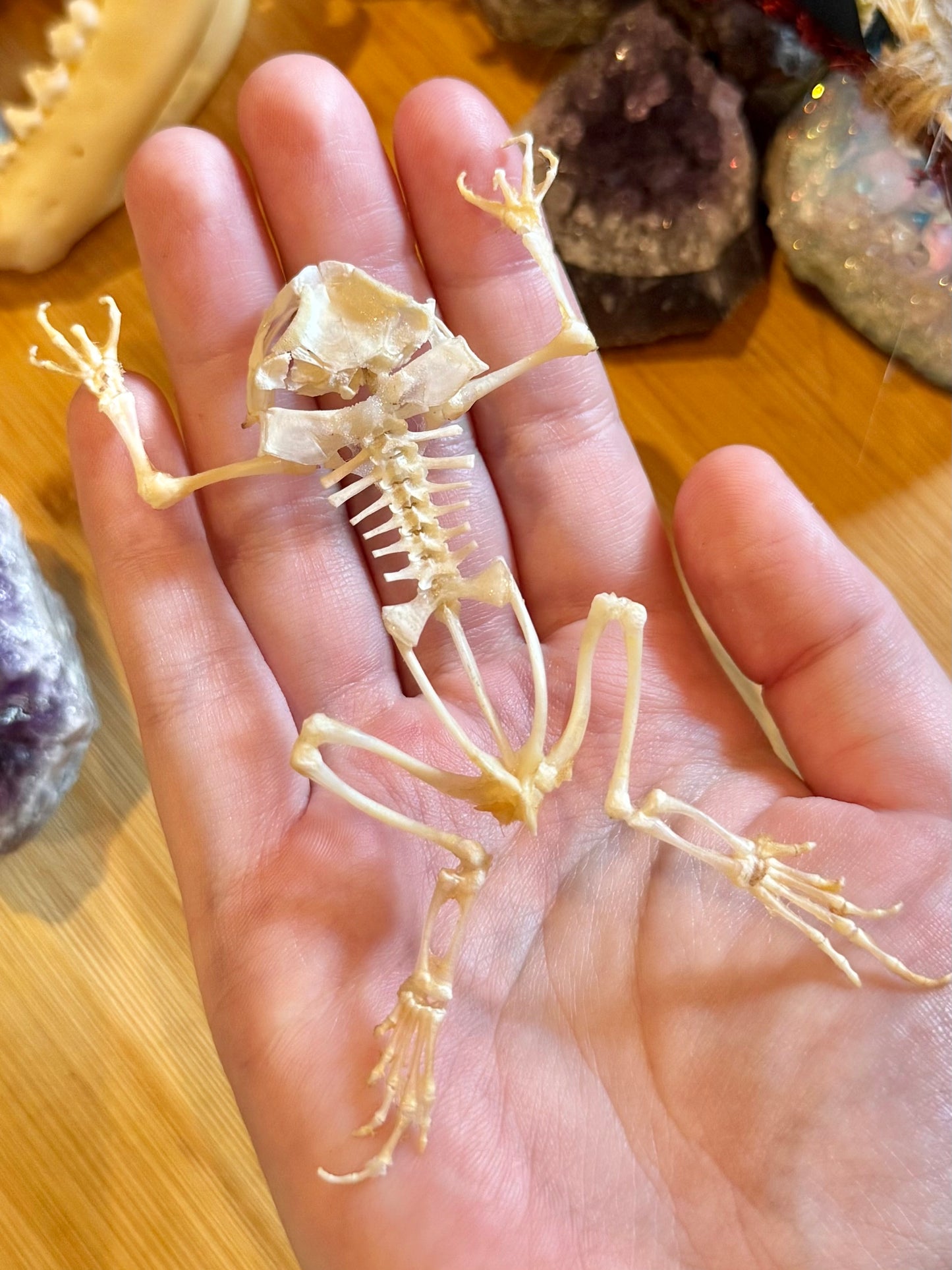 Asian Common Toad Skeleton- Duttaphrynus melanostictus Specimen
