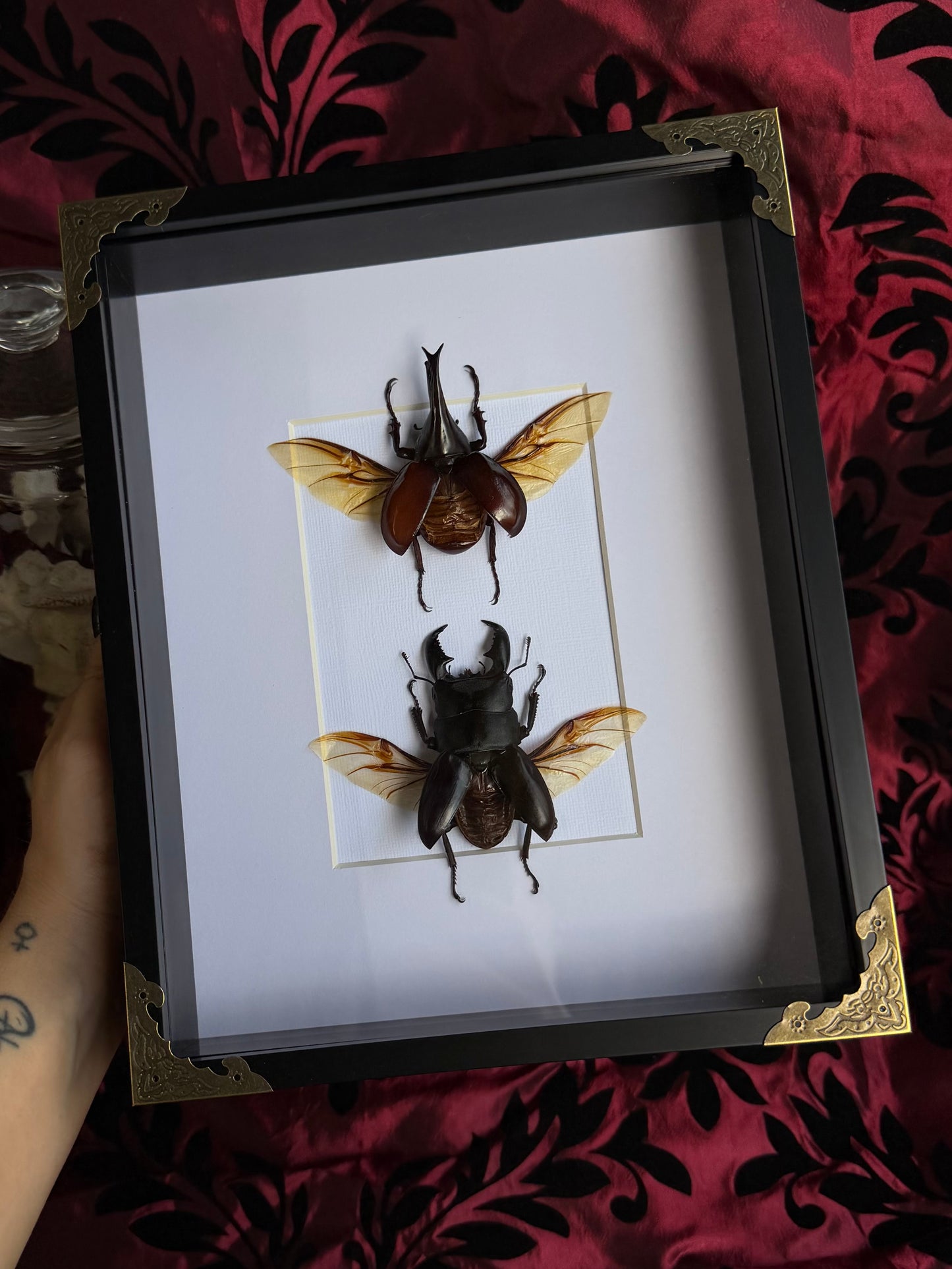 BEETLE DUO - Rhinoceros Beetle & Stag beetle A4 Frames Specimen