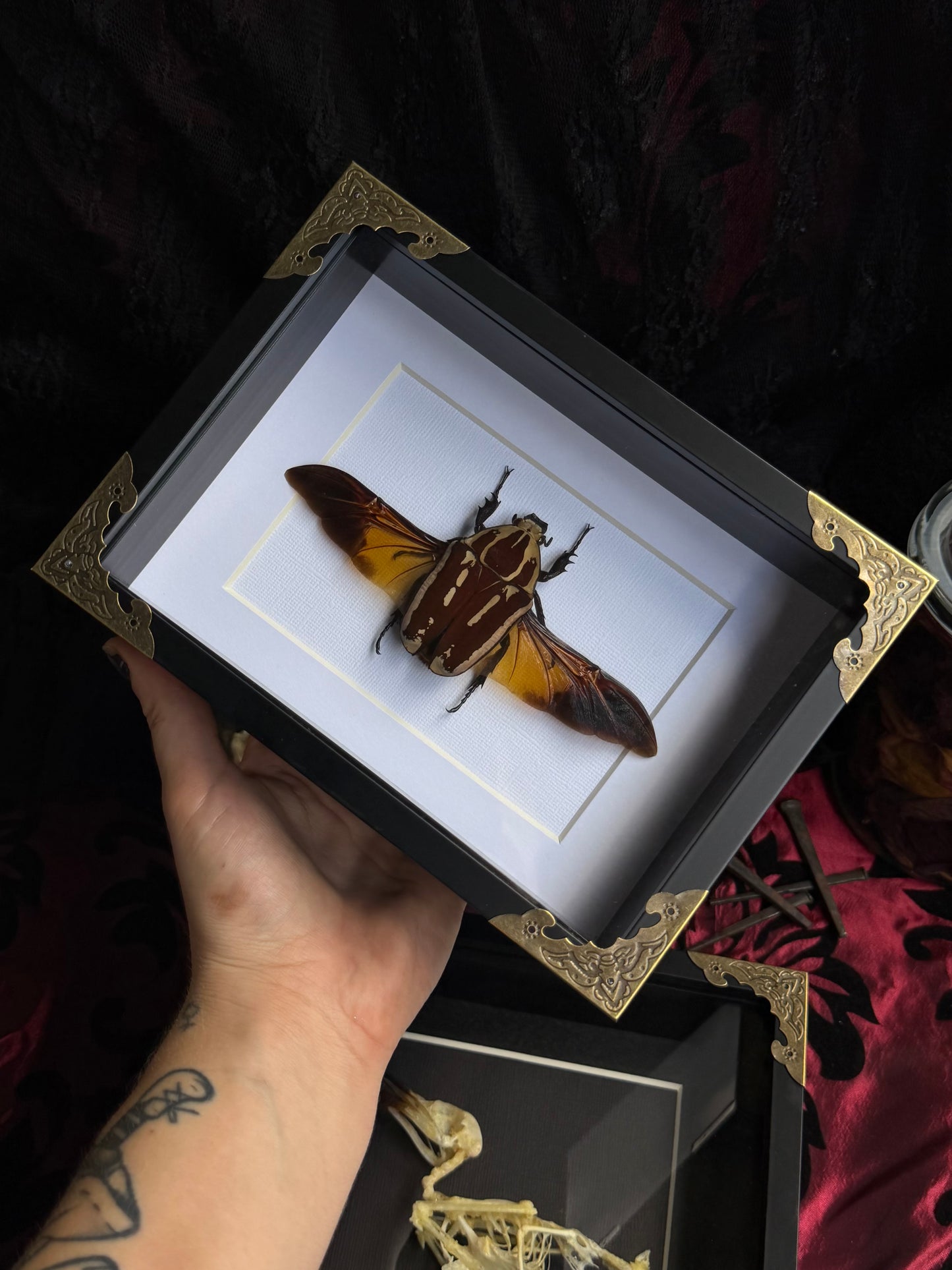 Uganda Flower Beetle - Mecynorrhina torquata ugandensis Framed Specimen