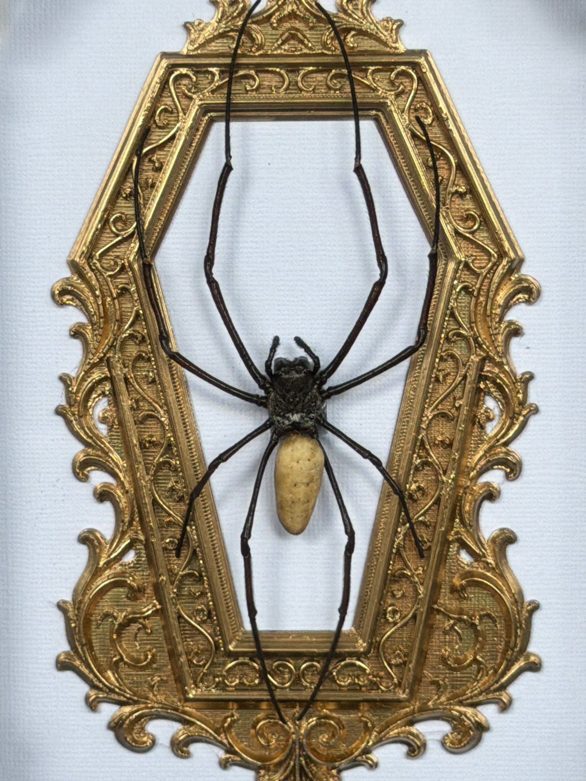 GOLD COFFIN - Mother of Hades Orb Weaver Framed Specimen