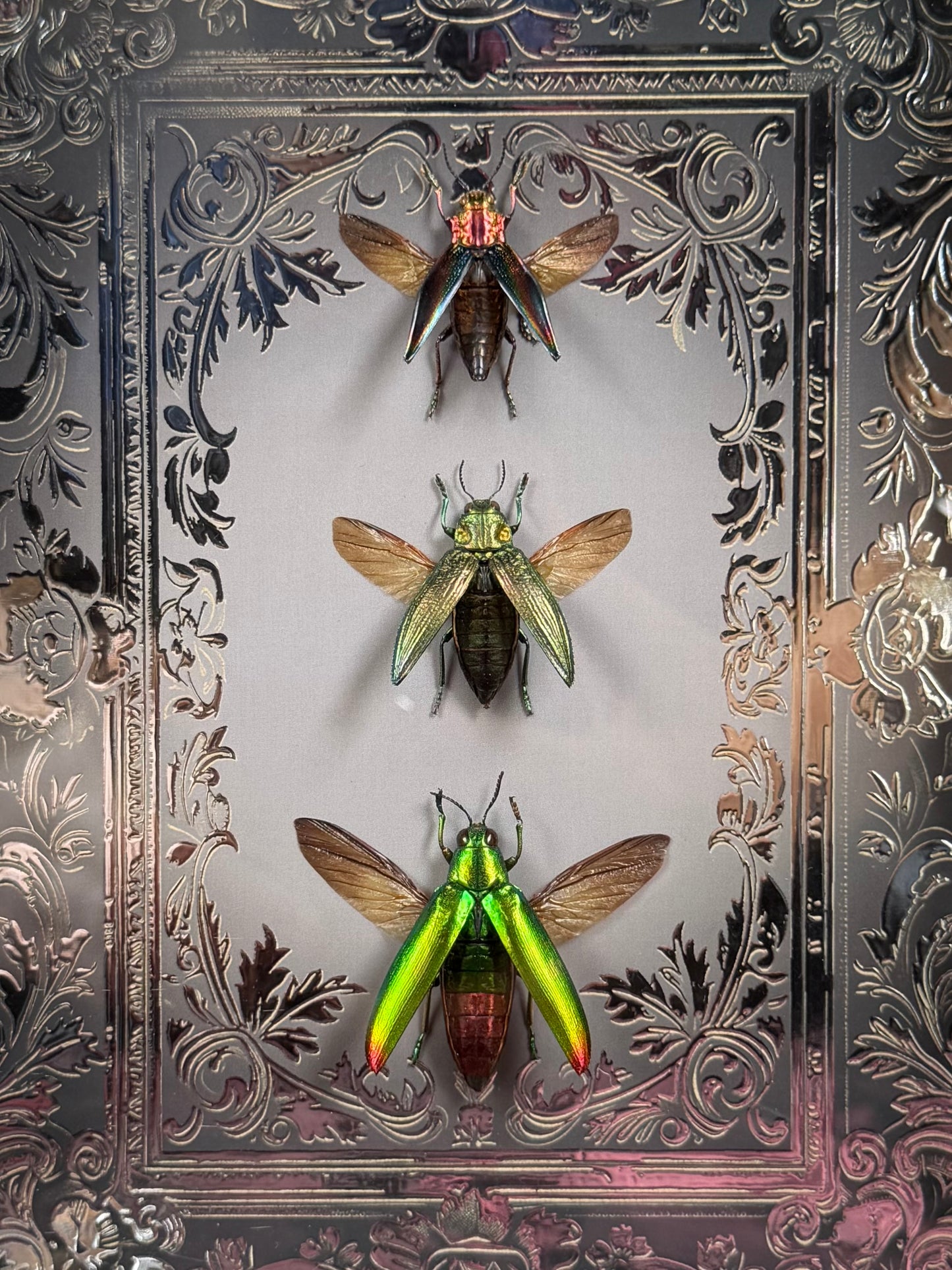 Jewel Beetle Trio Framed Specimens (SILVER) - names in description