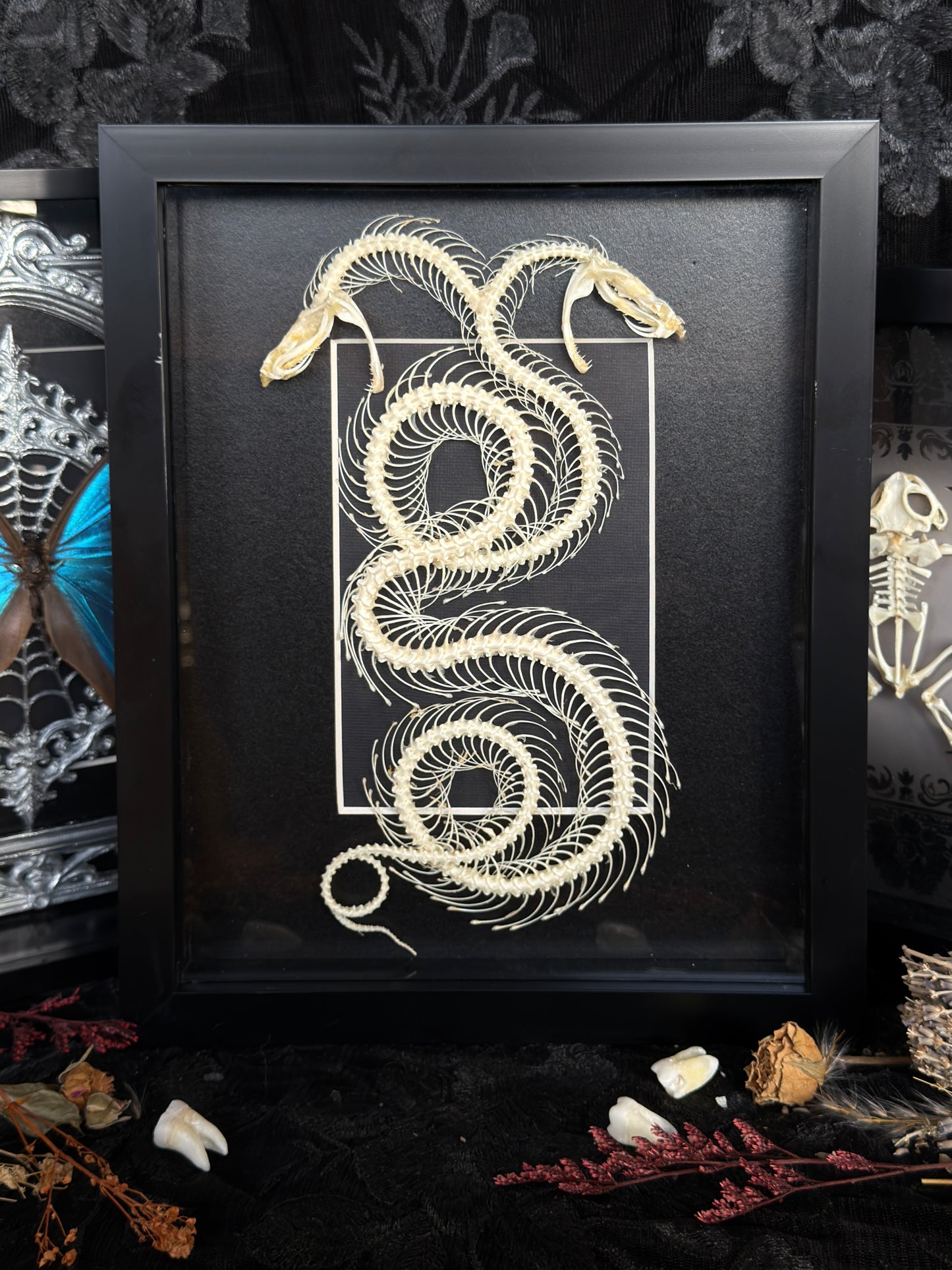 DOUBLE HEADED WHITE LIPPED PIT VIPER - Snake Skeleton Frame