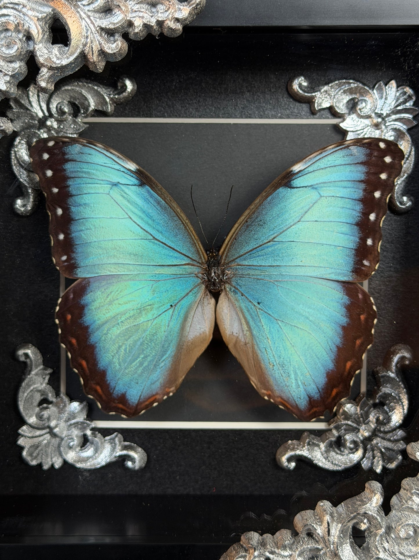 MORPHO BUTTERFLY - Mother of Hades Butterfly Frame
