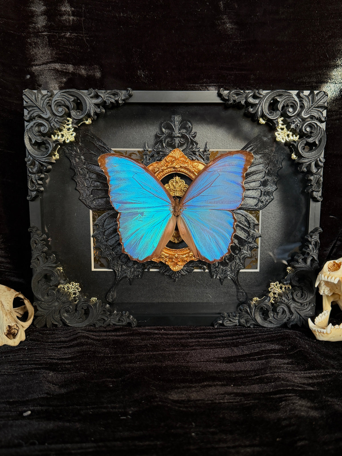 MORPHO BUTTERFLY - Framed Specimen