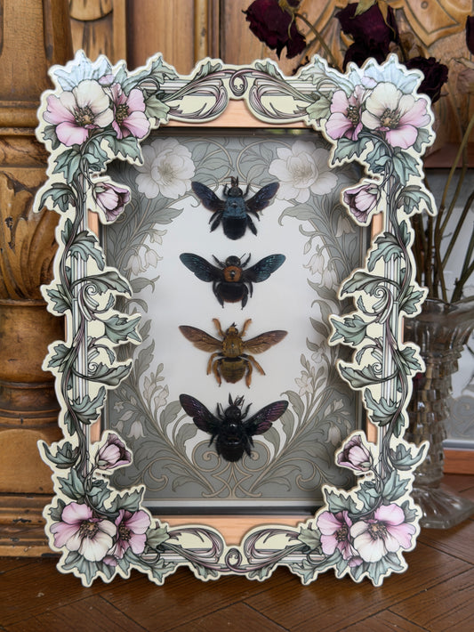 Quad Carpenter Bee Framed Specimens - names in description