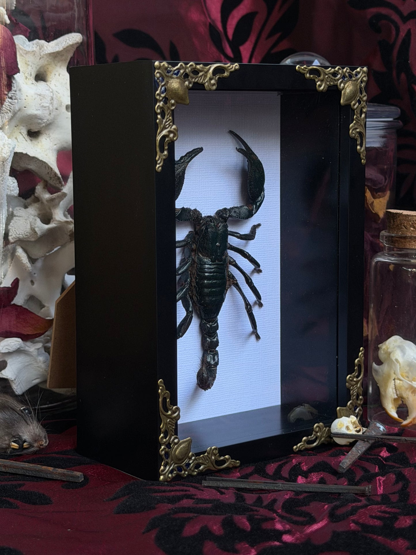 Forest Scorpion - Genus Heterometrus Frames Specimen