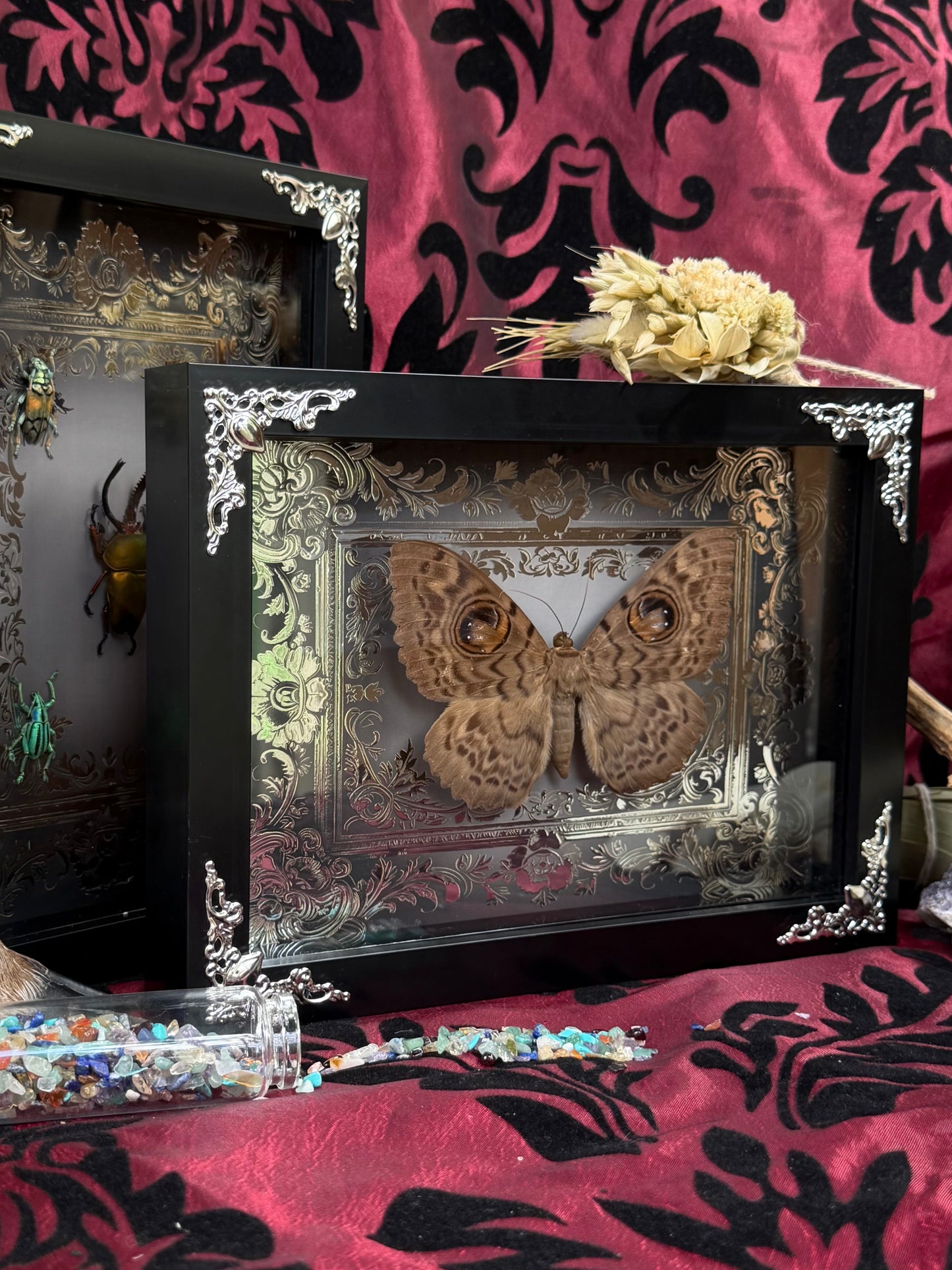 Eyed Witch Moth Eupatula Macrops Framed Specimens (SILVER)