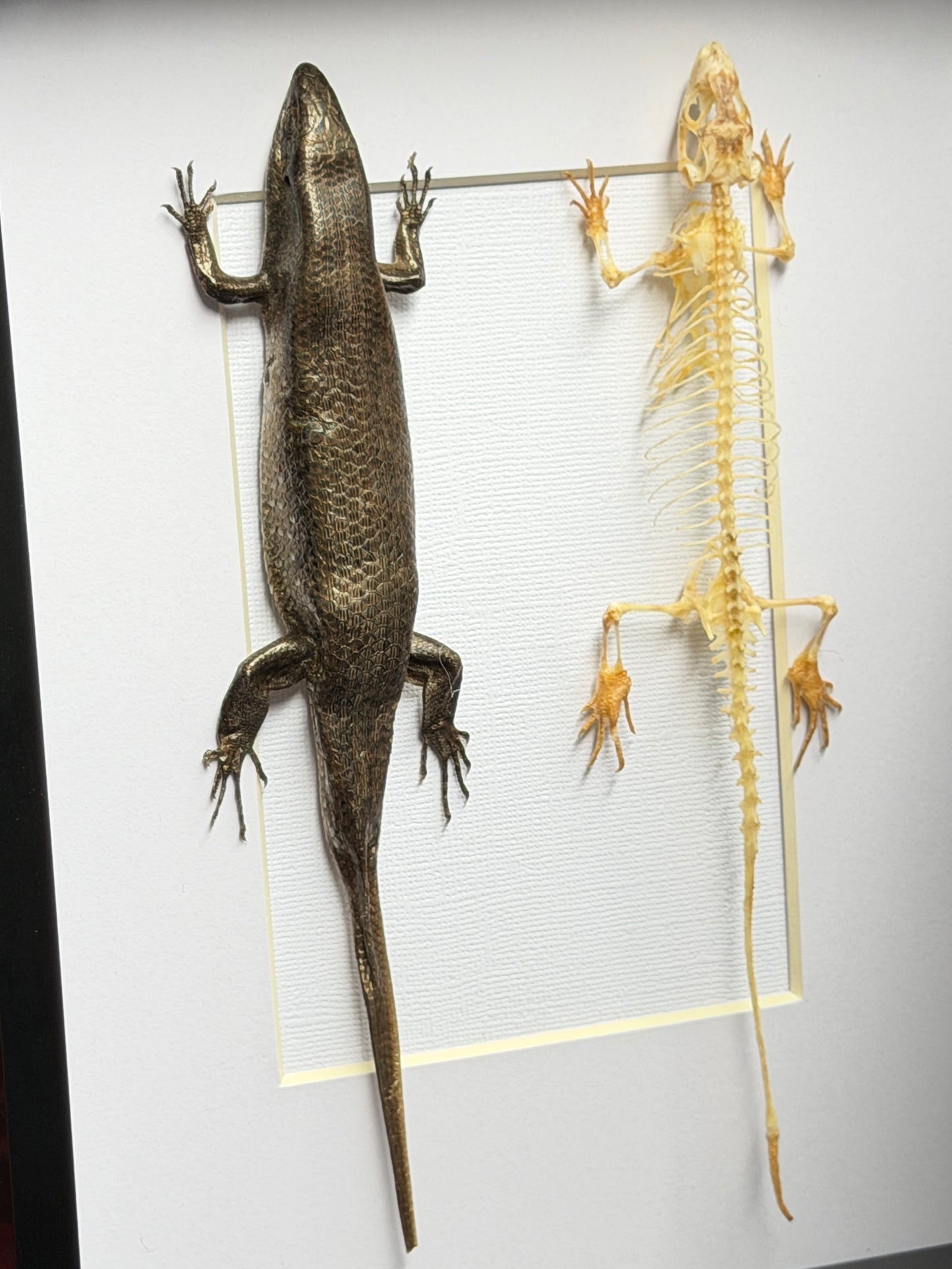 SKINK DUO Indian Brown Skink & Skeleton - Eutropis multifasciata -  Framed Specimen