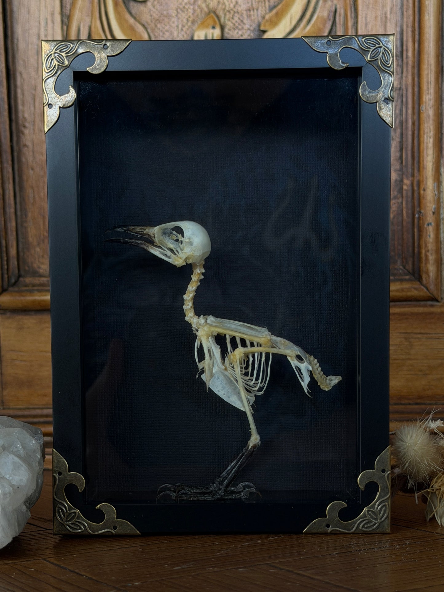 Sooty Headed Bulbul Pycnonotus Aurigaster Skeleton Framed Specimen