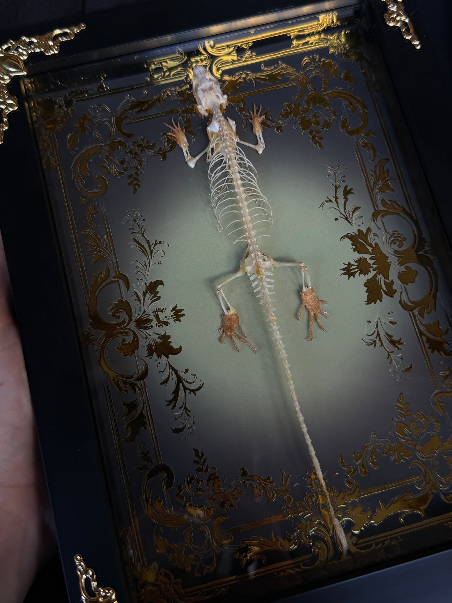 Indian Brown Skink Skeleton - Eutropis multifasciata Framed specimen