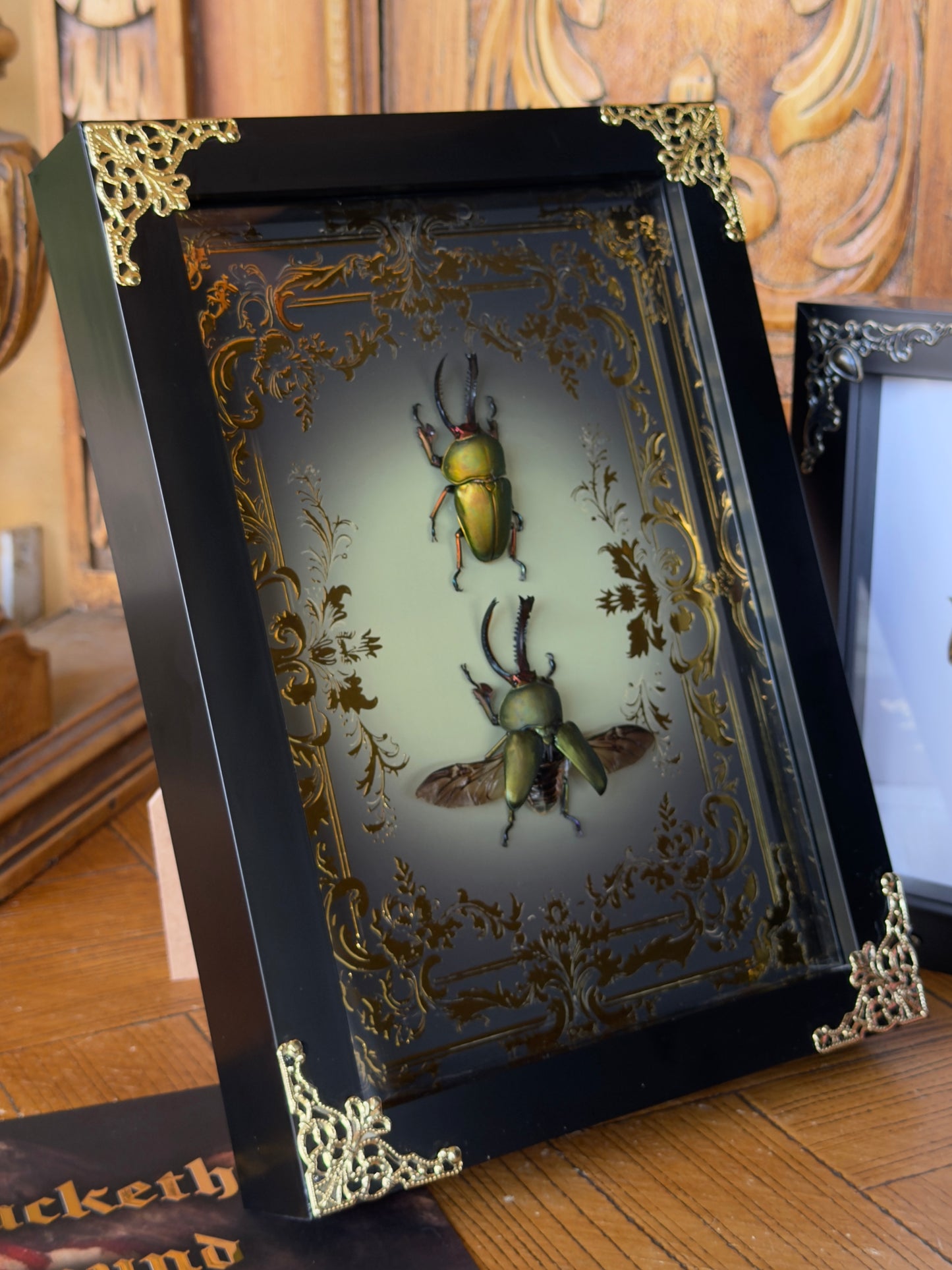 BEETLE DUO Golden Stag Beetle Lamprima aurata Framed Specimens