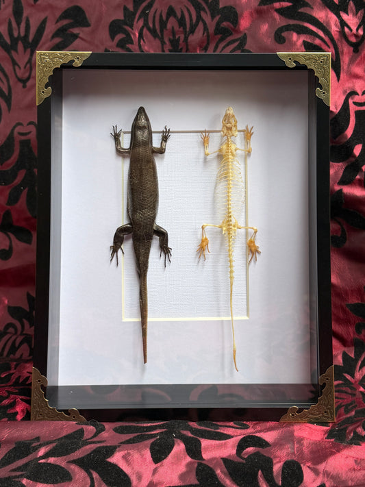 SKINK DUO Indian Brown Skink & Skeleton - Eutropis multifasciata -  Framed Specimen