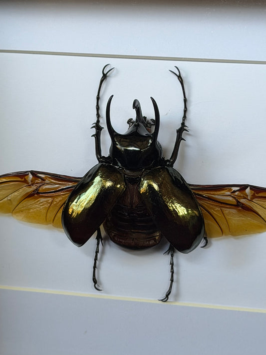 Atlas Beetle chalcosoma atlas Framed Specimen