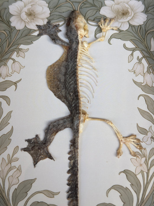 GEKKO KUHLI - Half Skeleton, Half Skin Gekko Frame