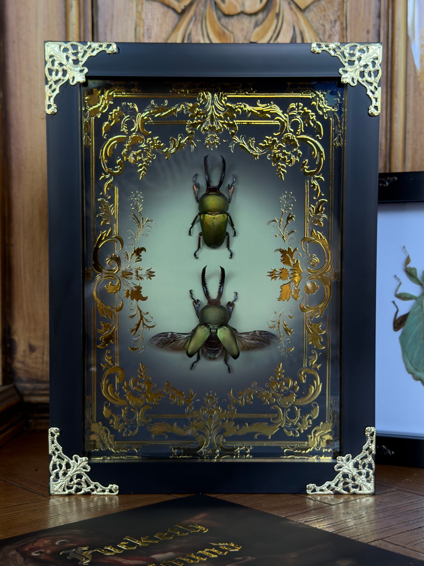 BEETLE DUO Golden Stag Beetle Lamprima aurata Framed Specimens