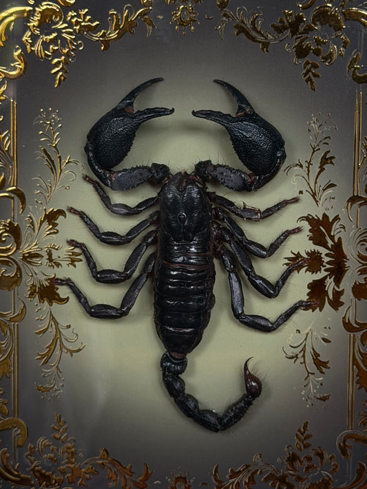 Forest Scorpion - Genus Heterometrus Frames Specimen (GOLD)
