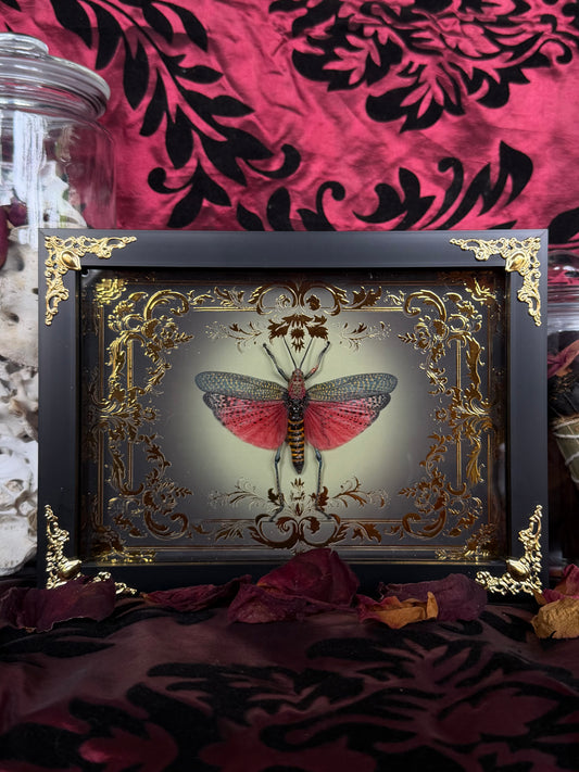 Rainbow Milkweed Locust Phymateus saxosus madagascariensis Tulear Framed Specimen (GOLD)