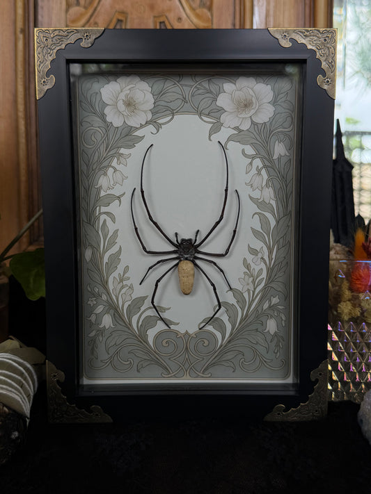 Orb Weaver Spider Nephila vitiana Frames Specimen (SAGE)