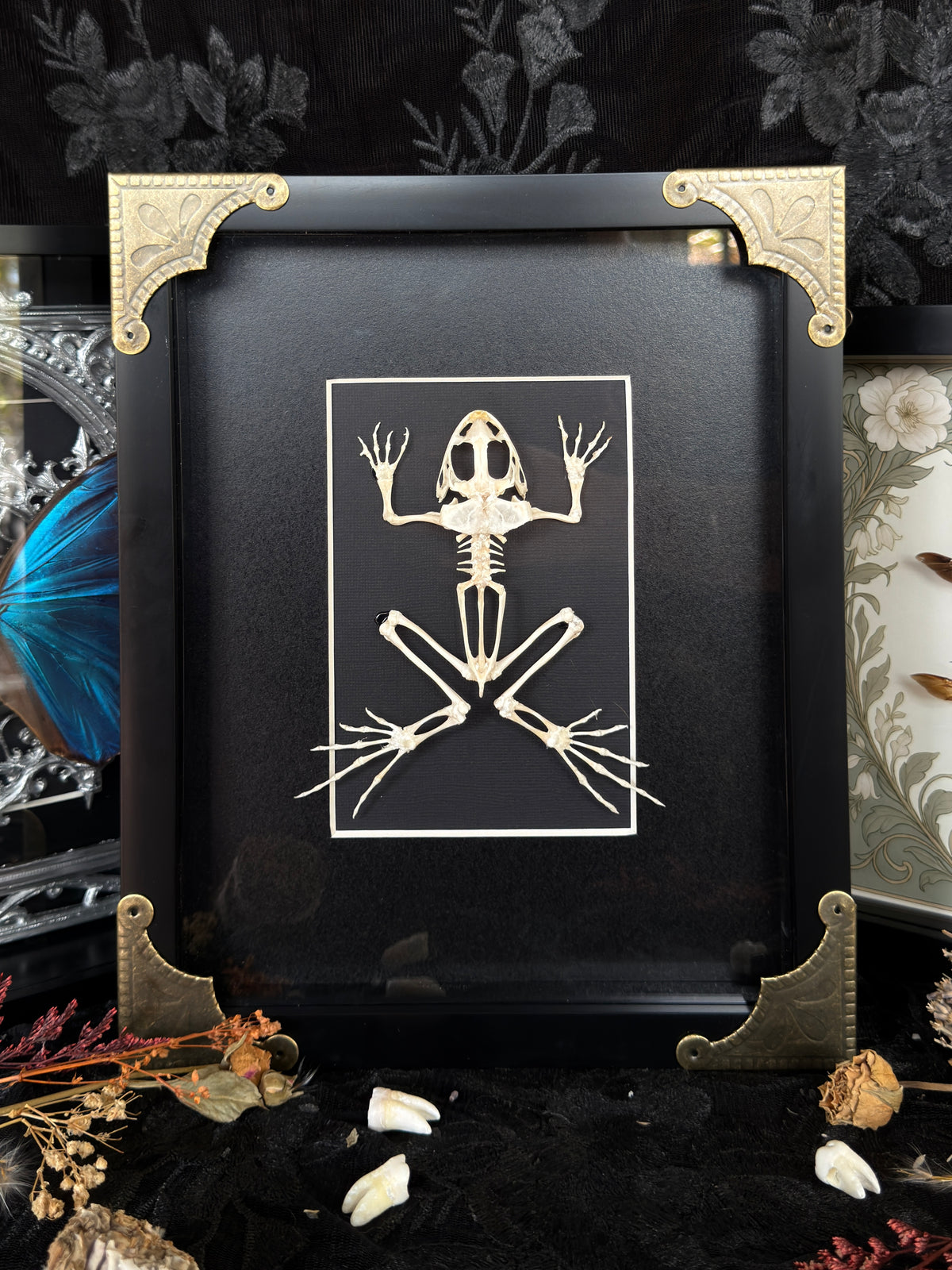 ASIAN GRASS FROG SKELETON - A4 Specimen Frame