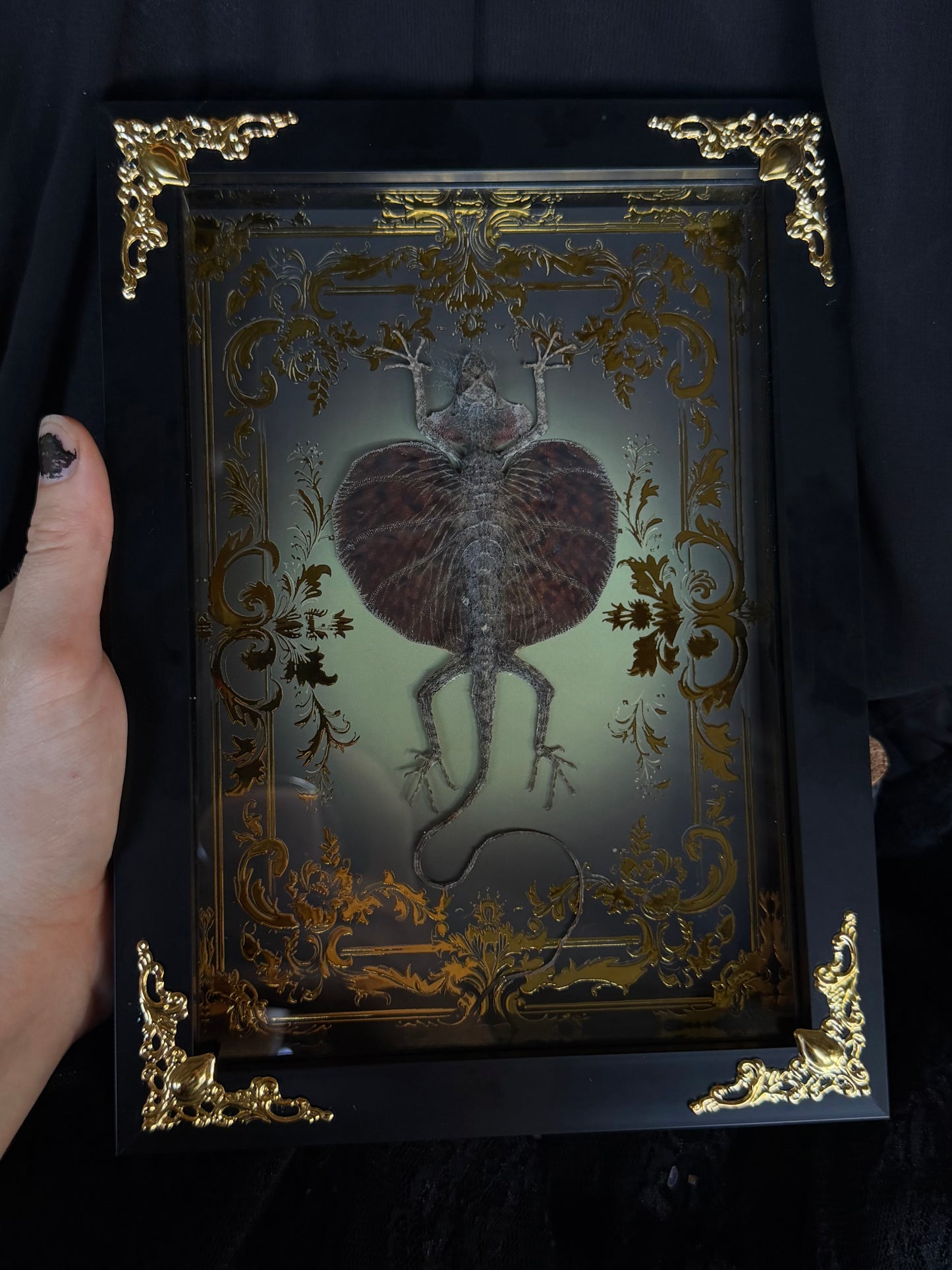 Flying Lizard - Draco Haematopogon Framed Specimen