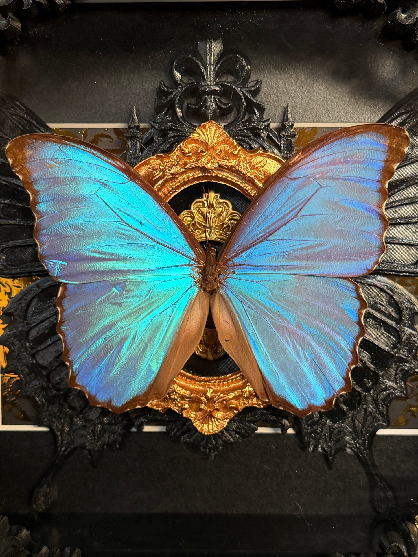 MORPHO BUTTERFLY - Framed Specimen