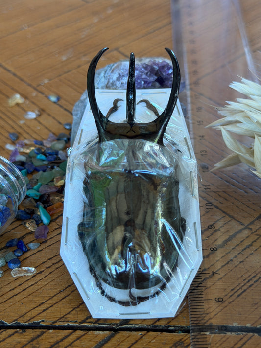 Atlas Beetle - Chalcosoma Atlas Keyboh