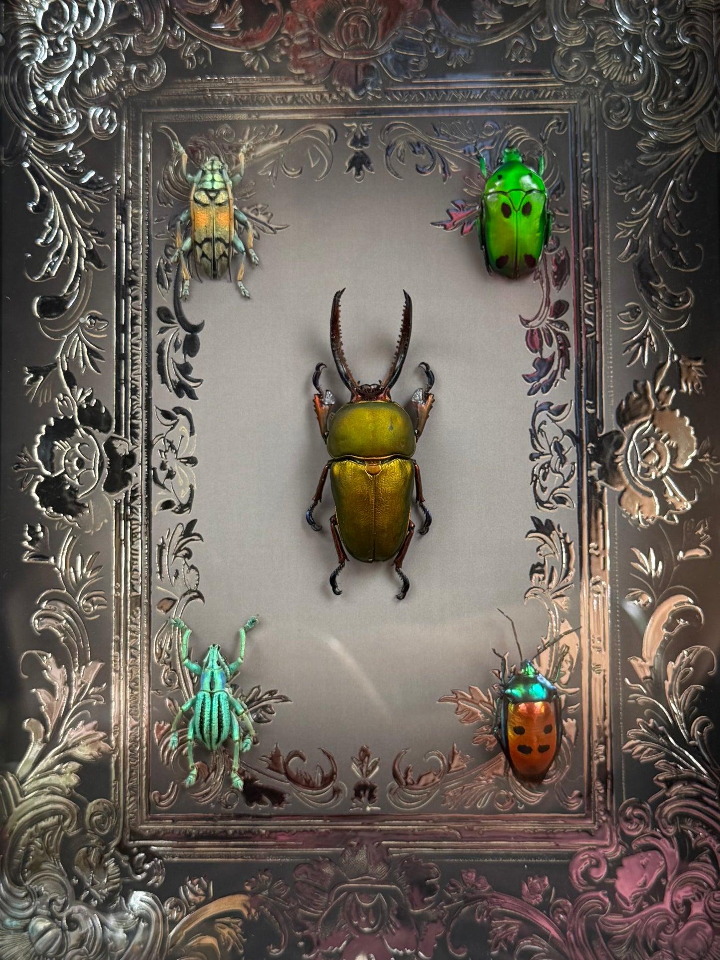 Jewel Beetle Set Framed Specimens (SILVER) - names in description