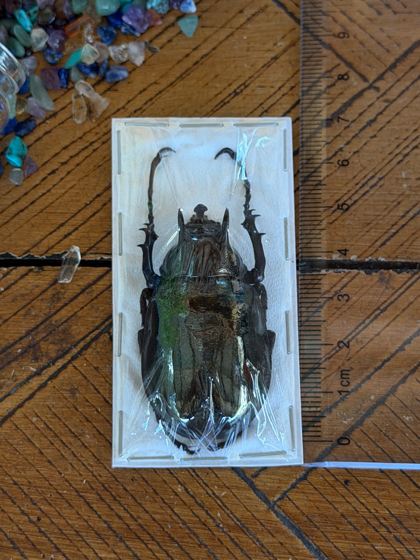 Atlas Beetle - Chalcosoma Atlas Atlas Small