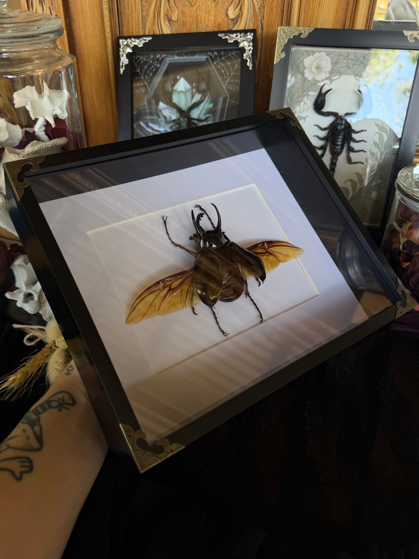 Atlas Beetle chalcosoma atlas Framed Specimen
