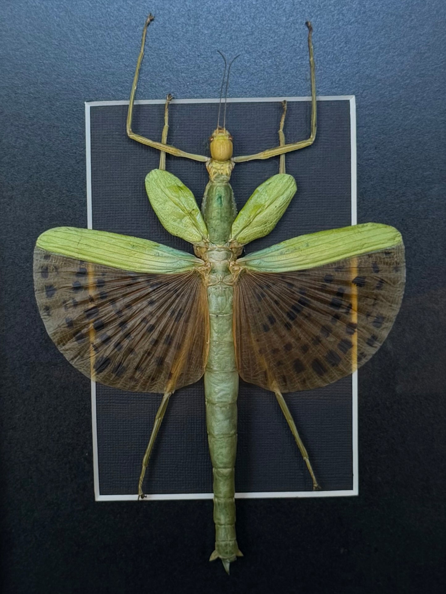 Leopard Stick Insect Paracyphocrania major, Framed Specimen