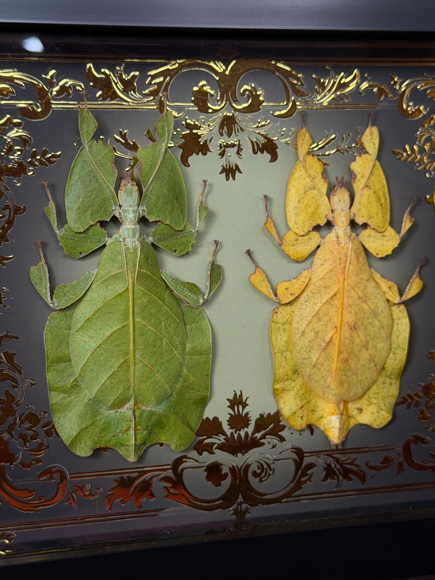 Leaf Bug DUO Pulchriphyllium Pulchrifolium Framed Specimen