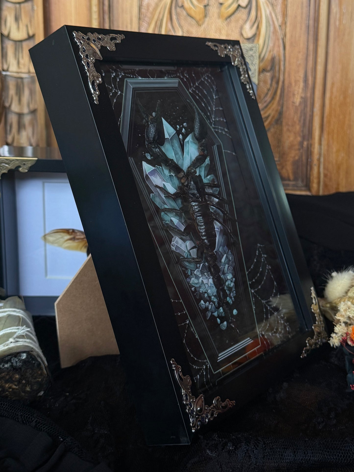 Forest Scorpion - Genus Heterometrus Frames Specimen (BLUE COFFIN)