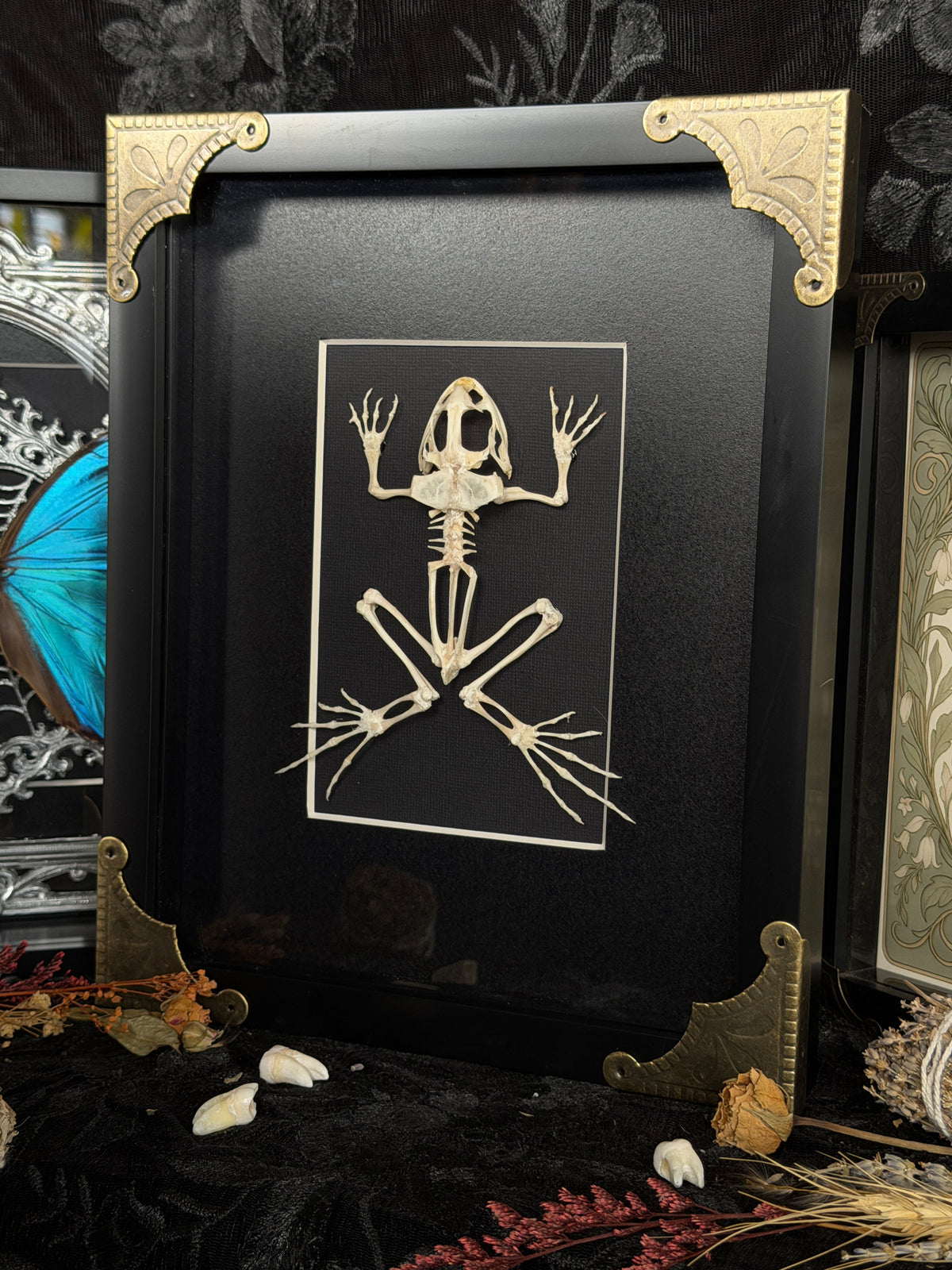 ASIAN GRASS FROG SKELETON - A4 Specimen Frame