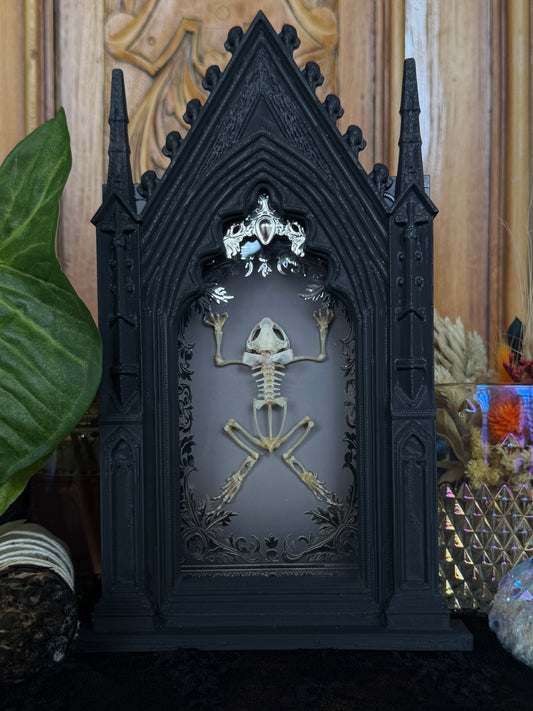 Asian Common Toad Skeleton Cathedral - Duttaphrynus melanostictus A5 Framed Specimen